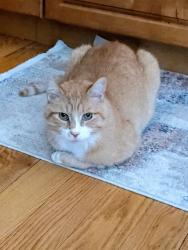 Lost Male Cat last seen Near North Street, Windsor, Windsor, MA 01270