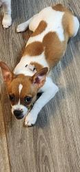 Reunited Female Dog last seen Sumter county road 470, Lake Panasoffkee, FL 33585