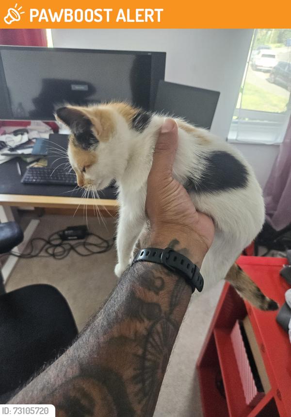 Found/Stray Unknown Cat last seen Brent Cross west, Greater London, England NW2 1DN
