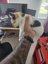 Found/Stray Unknown Cat last seen Brent Cross west, Greater London, England NW2 1DN