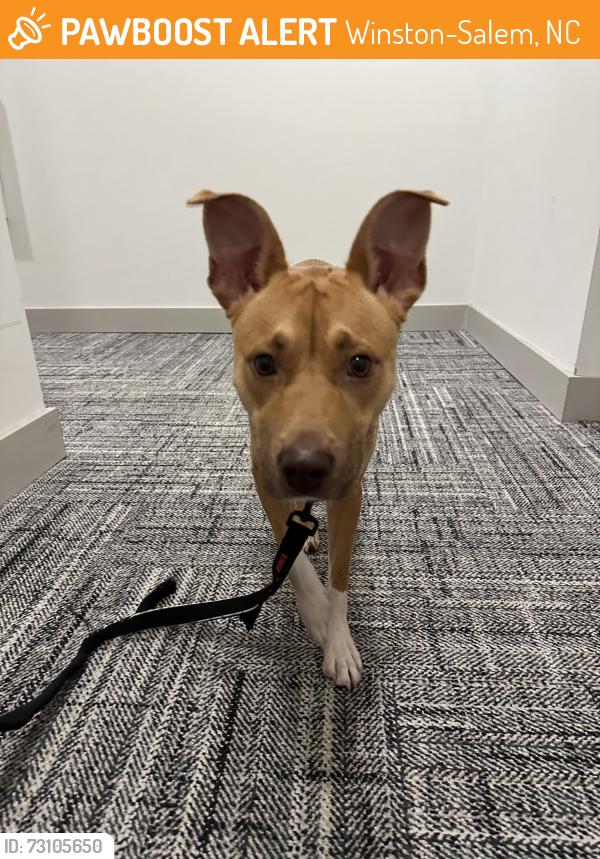 Found/Stray Female Dog last seen Corner of S.Broad and First street near the Easley, Winston-Salem, NC 27108