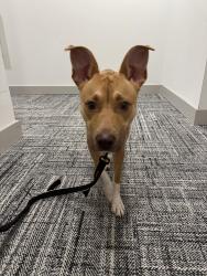 Found/Stray Female Dog last seen Corner of S.Broad and First street near the Easley, Winston-Salem, NC 27108