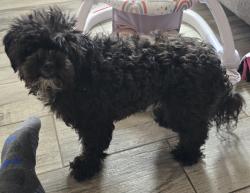 Reunited Female Dog last seen Near Secret Valley Dr SW, Albuquerque, NM 87121, USA, Albuquerque, NM 87121