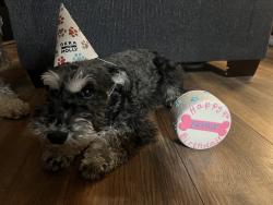 Lost Female Dog last seen Near starcrest Drive Galloway ohio 43119, Galloway, OH 43119
