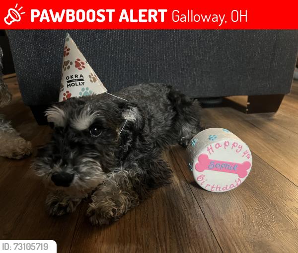 Lost Female Dog last seen Near starcrest Drive Galloway ohio 43119, Galloway, OH 43119