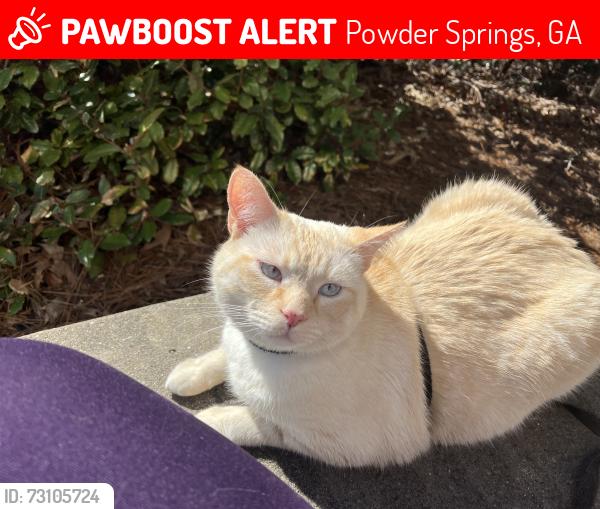 Lost Male Cat last seen Jordan street, Powder Springs, GA 30127