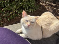 Lost Male Cat last seen Jordan street, Powder Springs, GA 30127