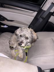 Found/Stray Unknown Dog last seen Near s linden ave Rialto ca 92376, Rialto, CA 92376