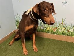 Found/Stray Male Dog last seen T4 block, Littlerock, CA 93543