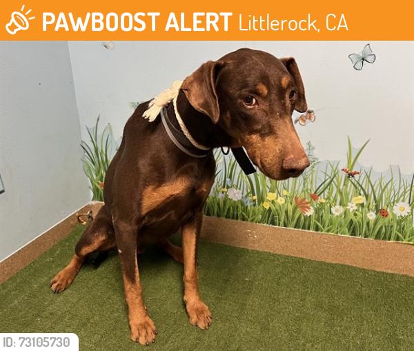 Found/Stray Male Dog last seen T4 block, Littlerock, CA 93543