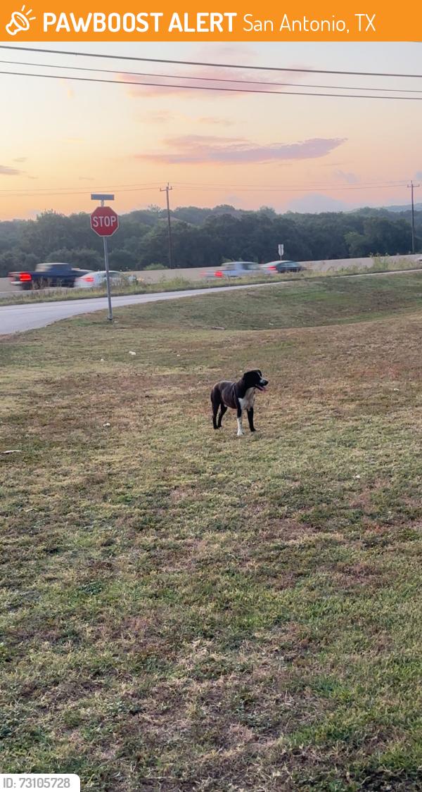 Found/Stray Unknown Dog last seen Near Ih - 10 West Frontage Road San Antonio, TX 78257 United States, San Antonio, TX 78257