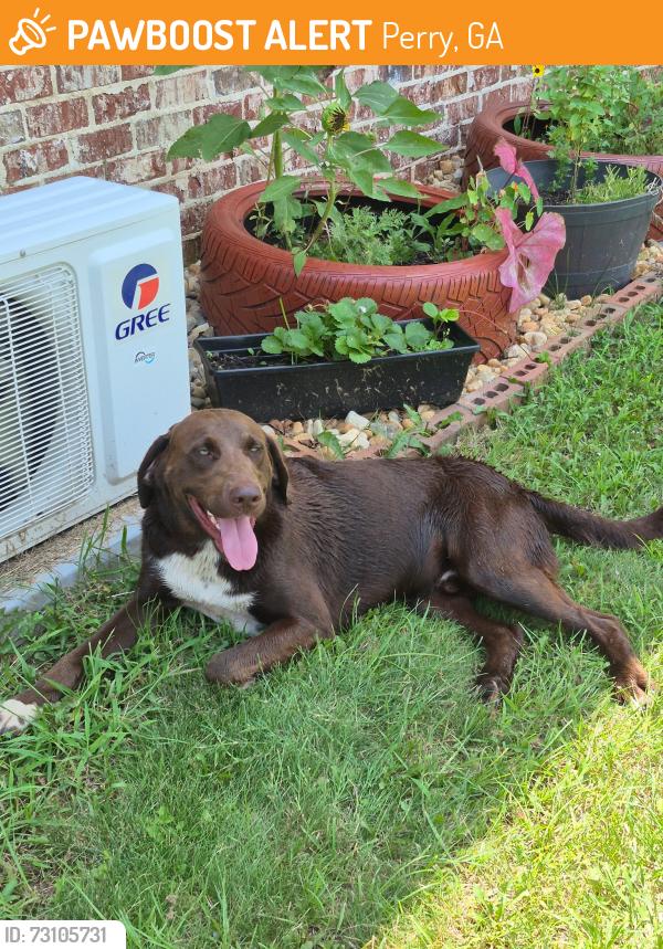 Found/Stray Male Dog last seen Off Marshallville HWy, Perry, GA 31069