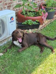 Found/Stray Male Dog last seen Off Marshallville HWy, Perry, GA 31069