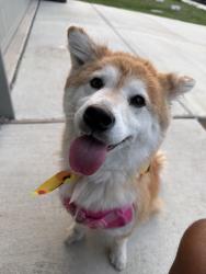 Reunited Female Dog last seen Not sure, Von Ormy, TX 78073