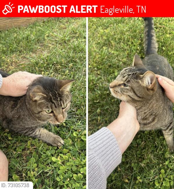 Lost Male Cat last seen Cheatham spring road, Eagleville, TN 37060