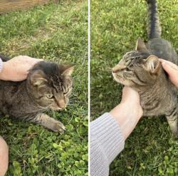 Lost Male Cat last seen Cheatham spring road, Eagleville, TN 37060