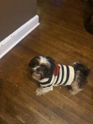 Reunited Male Dog last seen Barron Ave and Dallas St, Memphis, TN 38114