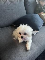 Lost Male Dog last seen pacific, Anchorage, AK 99501