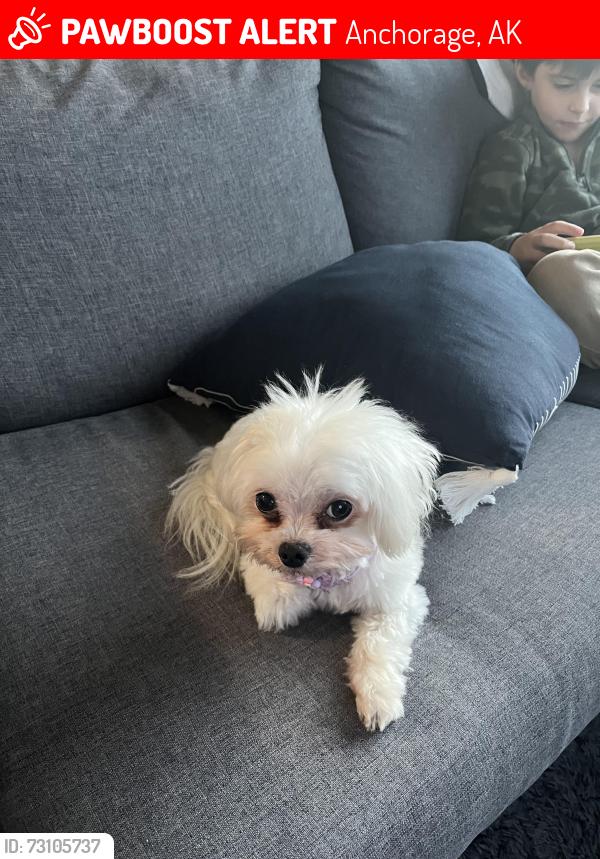 Lost Male Dog last seen pacific, Anchorage, AK 99501