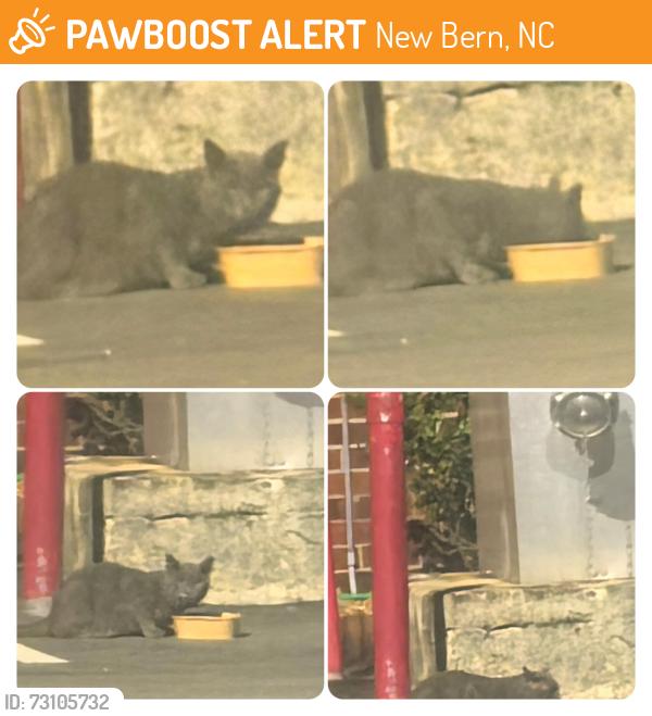 Found/Stray Unknown Cat last seen Parking lot @ Riverpoint Crest Nursing Home, New Bern, NC 28560