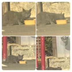 Found/Stray Unknown Cat last seen Parking lot @ Riverpoint Crest Nursing Home, New Bern, NC 28560