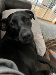 Reunited Female Dog last seen Diane terrace, Waterbury, CT 06705