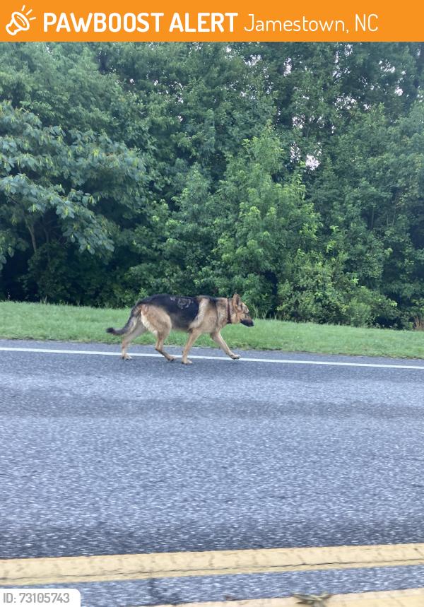 Found/Stray Unknown Dog last seen German Shepard. This dog is walking on Jackson lake rd near kivette , heading south. Appears anxious ., Jamestown, NC 27282