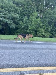 Found/Stray Unknown Dog last seen German Shepard. This dog is walking on Jackson lake rd near kivette , heading south. Appears anxious ., Jamestown, NC 27282