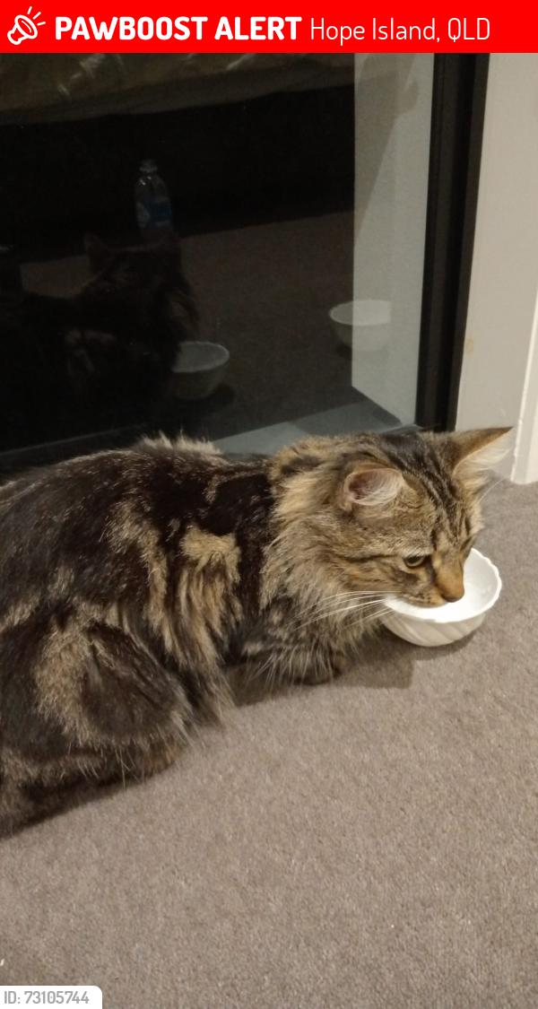 Lost Male Cat last seen 17/126 marina quay hope island, Hope Island, QLD 4212