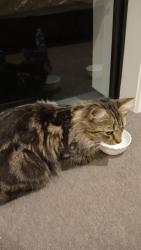 Lost Male Cat last seen 17/126 marina quay hope island, Hope Island, QLD 4212