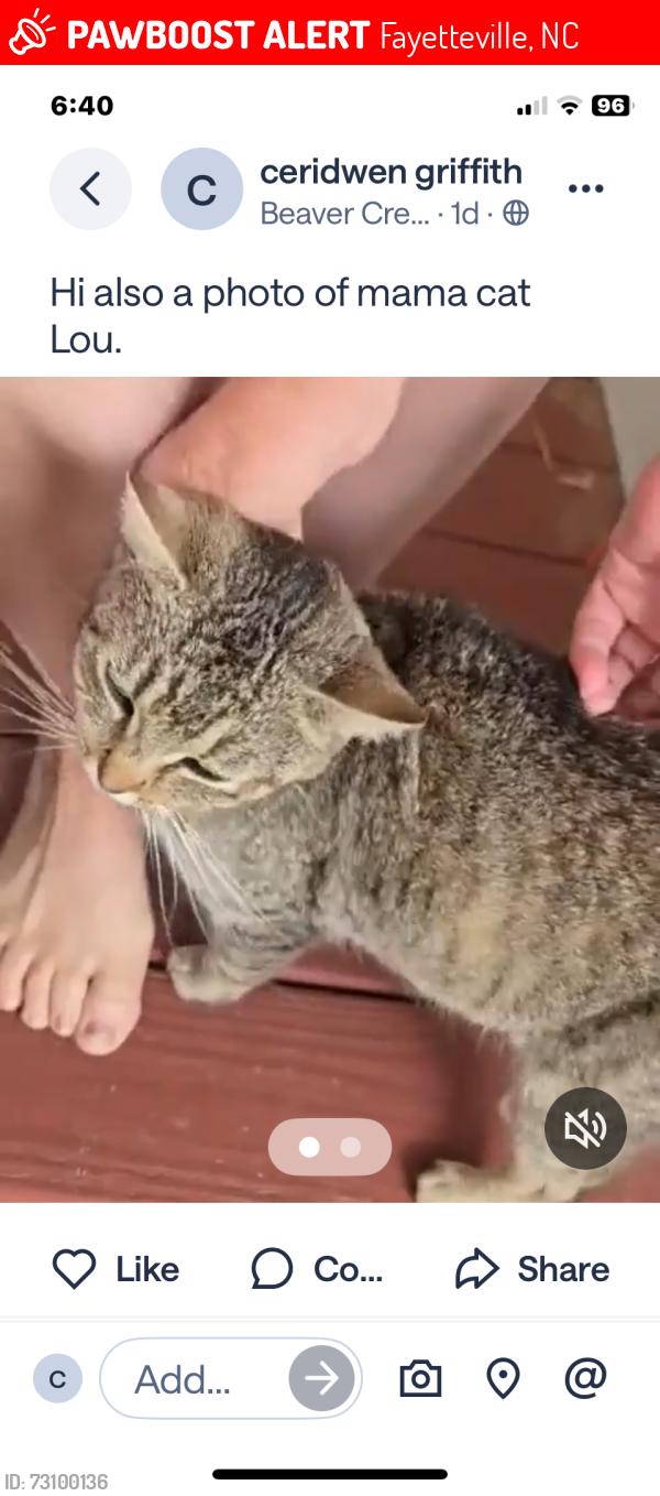 Lost Female Cat last seen Spindletree drive off of Bingham, Fayetteville, NC 28304