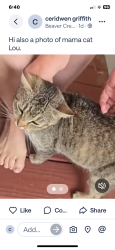Lost Female Cat last seen Spindletree drive off of Bingham, Fayetteville, NC 28304