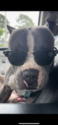Reunited Male Dog last seen Cliffdale road, Fayetteville, NC 28304