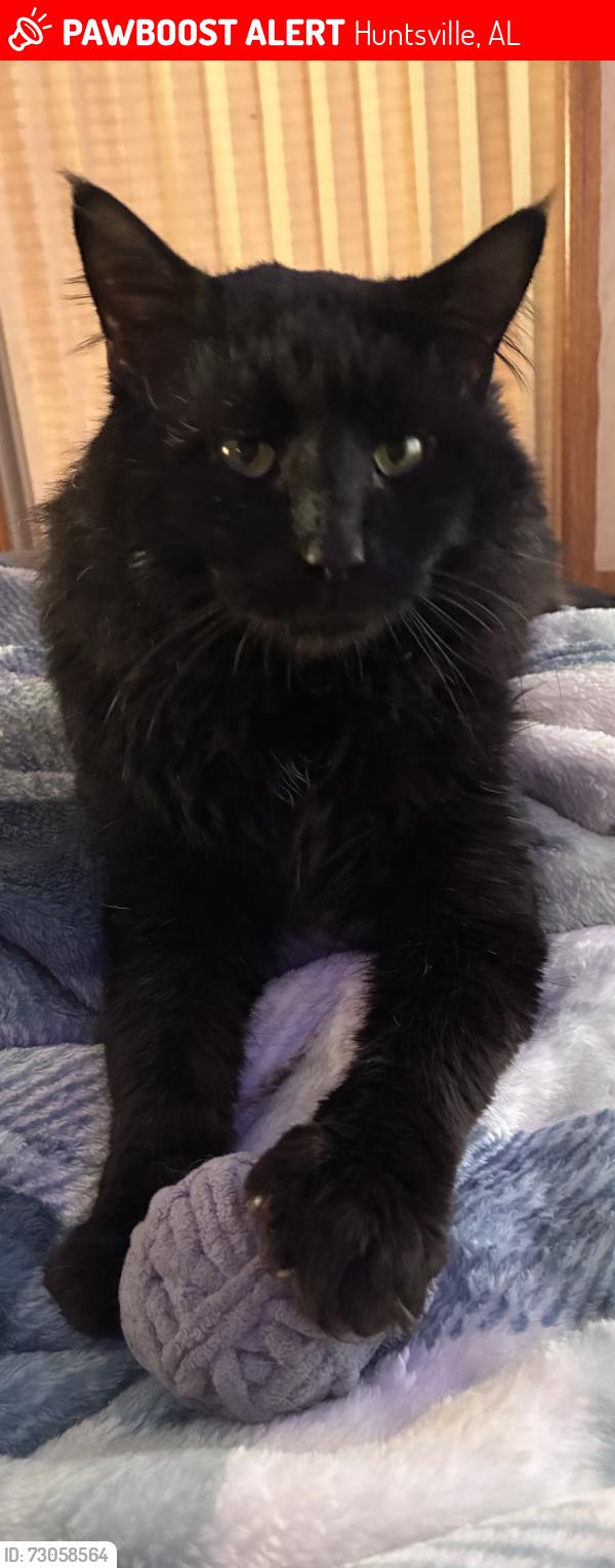 Lost Male Cat last seen Central ests, Huntsville, AL 35811