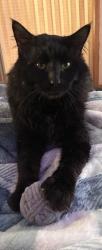 Lost Male Cat last seen Central ests, Huntsville, AL 35811