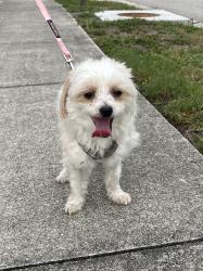 Found/Stray Male Dog last seen 9th St E & Queen Palm Ln, Bradenton, FL 34208
