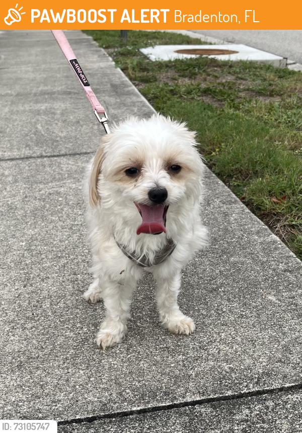 Found/Stray Male Dog last seen 9th St E & Queen Palm Ln, Bradenton, FL 34208