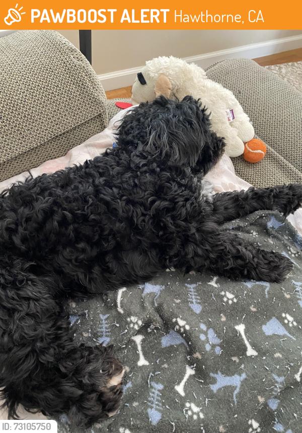 Found/Stray Male Dog last seen South L.A. Animal Shelter, Hawthorne, CA 90250