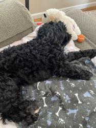Found/Stray Male Dog last seen South L.A. Animal Shelter, Hawthorne, CA 90250