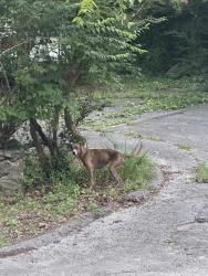 Found/Stray Female Dog last seen Ely Rd by byrnwood village circle, Chattanooga, TN 37343