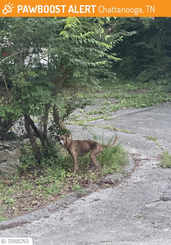Found/Stray Female Dog last seen Ely Rd by byrnwood village circle, Chattanooga, TN 37343