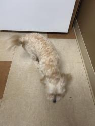Reunited Female Dog last seen Raleigh Street Holly Springs NC, Holly Springs, NC 27540