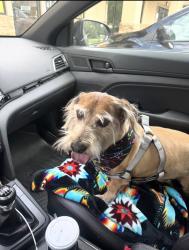 Lost Male Dog last seen Richardson Street, Milton, FL 32570