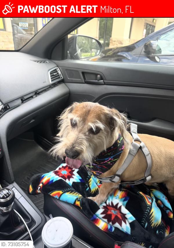 Lost Male Dog last seen Richardson Street, Milton, FL 32570