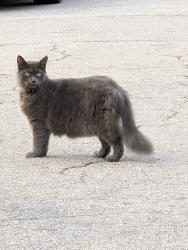 Found/Stray Unknown Cat last seen Near Anderson Street, Wilson, NC 27893