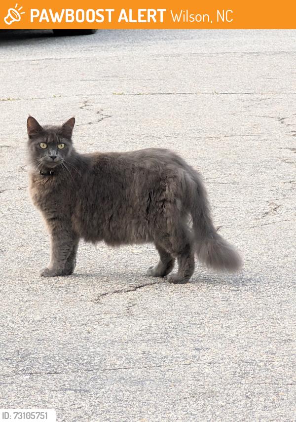 Found/Stray Unknown Cat last seen Near Anderson Street, Wilson, NC 27893