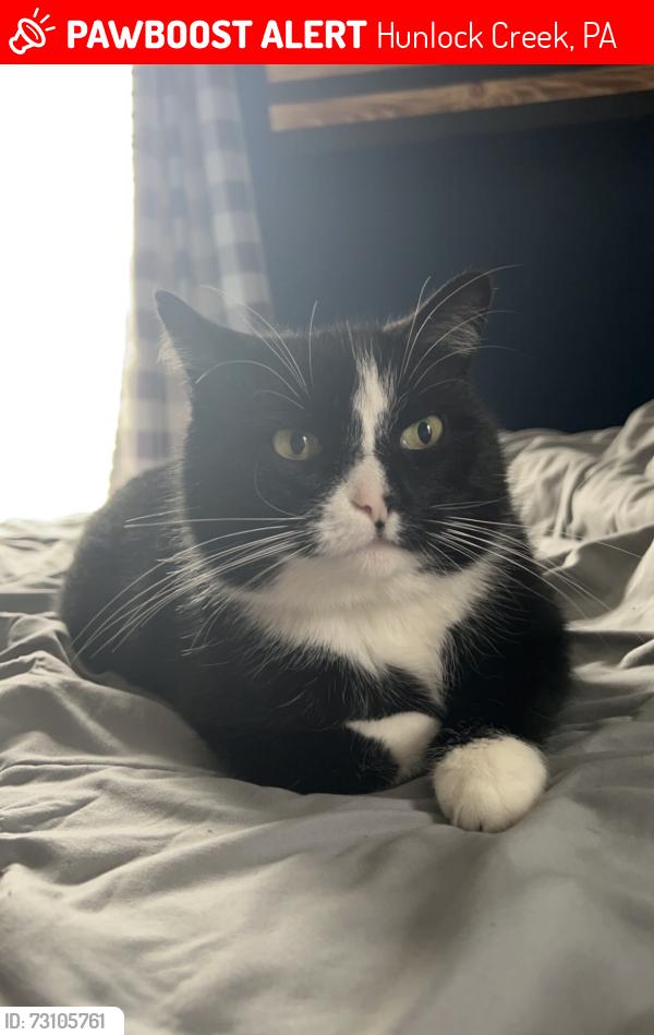 Lost Male Cat last seen Prichards road and gravel road, Hunlock Creek, PA 18621