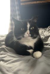 Lost Male Cat last seen Prichards road and gravel road, Hunlock Creek, PA 18621