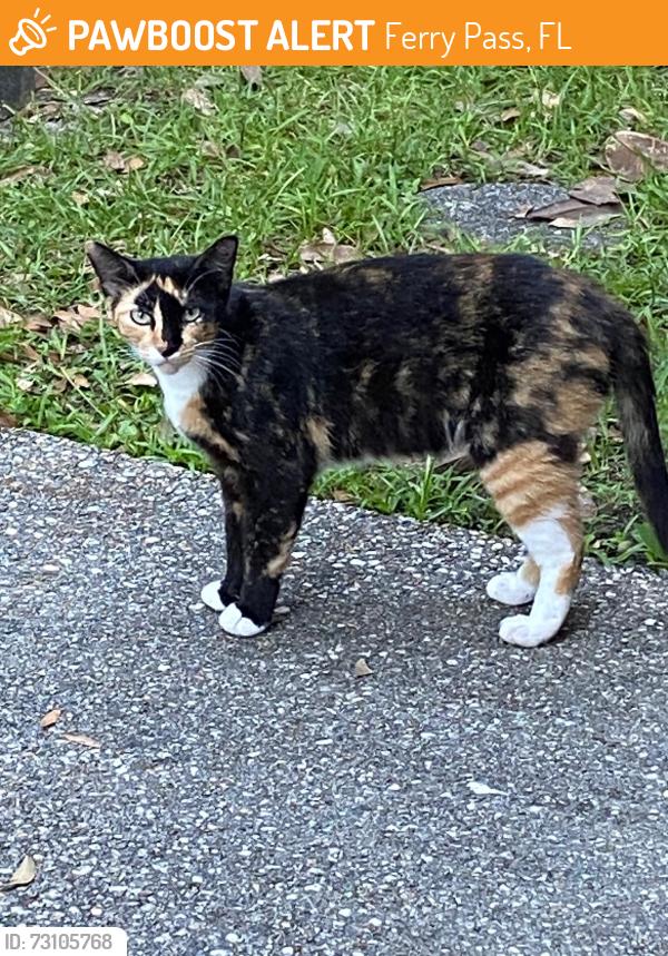 Found/Stray Female Cat last seen Nine Mile, Ferry Pass, FL 32514