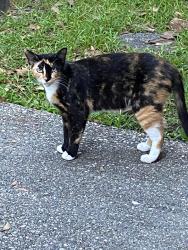 Found/Stray Female Cat last seen Nine Mile, Ferry Pass, FL 32514